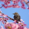 桜の額縁。
