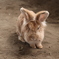 ふさふさウサギ