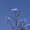 青い空と青い花