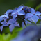 紫陽花の咲く頃-1