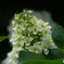 紫陽花の咲く頃-2