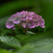 紫陽花の咲く頃-3