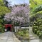 弁天窟　桜　利休梅　2024-4-11