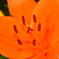 Liliun flower
