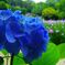 花を撮っていた頃32