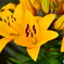 Liliun flower