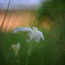 夢の中に咲く六月の白い花