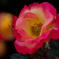 １年前の見直し　２３年の春薔薇　離宮公園－１