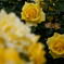 １年前の見直し　２３年の春薔薇　離宮公園－２