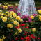 １年前の見直し　２３年の春薔薇　離宮公園－4