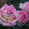 １年前の見直し　２３年の春薔薇　離宮公園－５