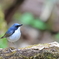 Blue_Robin_2@EOS_R7