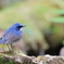 Blue_Robin_4@EOS_R7