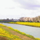 川辺に咲く花