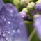 紫陽花・・・