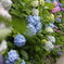 紫陽花・・・