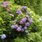 紫陽花・・・