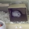 まるまって寝る