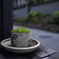苔鉢