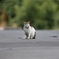野良猫