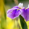 花菖蒲