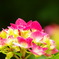 紫陽花