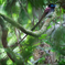 Japanese paradise flycatcher
