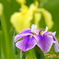 花菖蒲