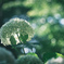 ⋆*‪ஐ‬… lime green hydrangea …*‪‪⋆ஐ