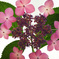 紫陽花５