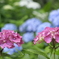 紫陽花その１