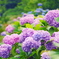 紫陽花その３