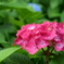 紫陽花その４