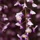 Purple wisteria flowers blooming in park