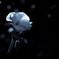 "flower in my garden"