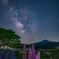 Lupine Night