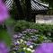 宏善寺の紫陽花