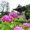 ハマのあじさい寺