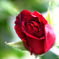 赤いバラの花  