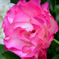 バルコニー2022　春-6　薔薇　ストロベリーアイス