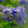 紫陽花