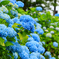 紫陽花