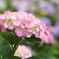 紫陽花９