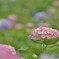 紫陽花１０