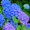 紫陽花