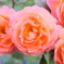 wonderful scented roses
