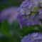 紫陽花