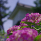 紫陽花