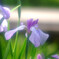 My LifeⅦ✿菖蒲物語2024