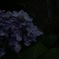 紫陽花　一日の終わりを告げる